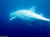 2409_500_albino_whale_shark.jpg