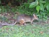 pademelon.JPG