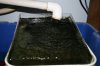 Algae Scrubber 025.jpg