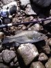 fish 2010 003.jpg