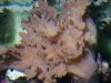 cabbage coral.JPG