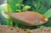 FeatherfinKnifefish(albino)WFKn_Ap4AKn.jpg