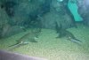 p24%20Pristis%20microdon%20Sawfish.jpg