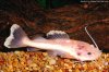 leucisticredtailcatfish.jpg