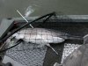 paddlefish with arrow.jpg