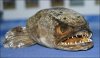 giant%20snakehead%20sid.jpg