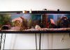 Aquarium 6 Ft Tank Natural Gravel 1976.JPG