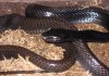 Snake Guess 3.jpg