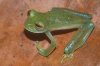 glass_frog_female.jpg