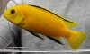 Labidochromis_caereuleus-M.jpg