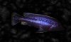 Melanochromis_chipokae-M.jpg
