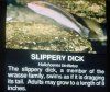 slipperydick.jpg