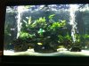 fish tank w bubbles.JPG