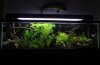 Planted Tank Pic 1.jpg