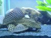 Pleco 2.JPG