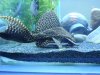 Pleco 3.JPG