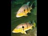 Cichla sp Trombetas - 2.jpg