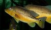 Cichla sp Xingu III - 2.jpg