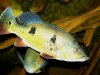 Cichla sp Two Spot - 1.jpg