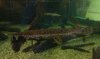 union county gar pic full body.jpg