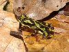 Atelopus spurrelli.jpg