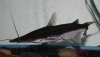 new fish 059.jpg