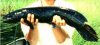 melanistic bowfin.jpg