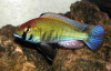 Astatotilapia calliptera 'Zambezi' [1].png