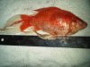 10 inch Fan-Tail goldfish.jpg