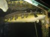 marulioides video jan 2012 005.jpg