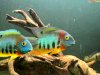 Severums 4-15-11 007.jpg