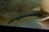 P_bichir_bichir08f_8in.jpg