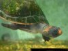 Podocnemis erythrocephala red headed amazon river turtle.jpg