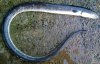 Pisodonophis cancrivorus snake eel.2.jpg