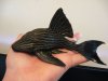 Royal Bright Eye Pleco.JPG