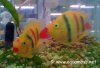 Dyed-Fish-01.jpg