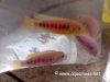 Dyed-Fish-04.jpg