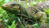 new-spotted-lizard_18326_600x450.jpg