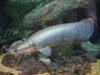 Arapaima gigas 2.JPG