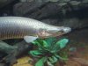 Arapaima gigas 4.JPG