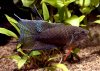 black-paradise-fish.jpg