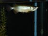 arowana 54 001.jpg