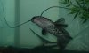 new house fish 058.jpg