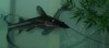 new house fish 057.jpg