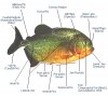 piranha_parts_en copy.jpg