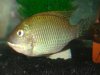 unk cichlid.jpg