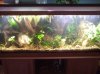 75 gallon 1-9-13.jpg