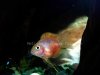 4-baby-bubble-gum-parrot-cichlid[1].jpg