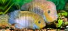 sajica-cichlid-01.jpg