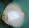 WhIteDiamondDiscus.jpg